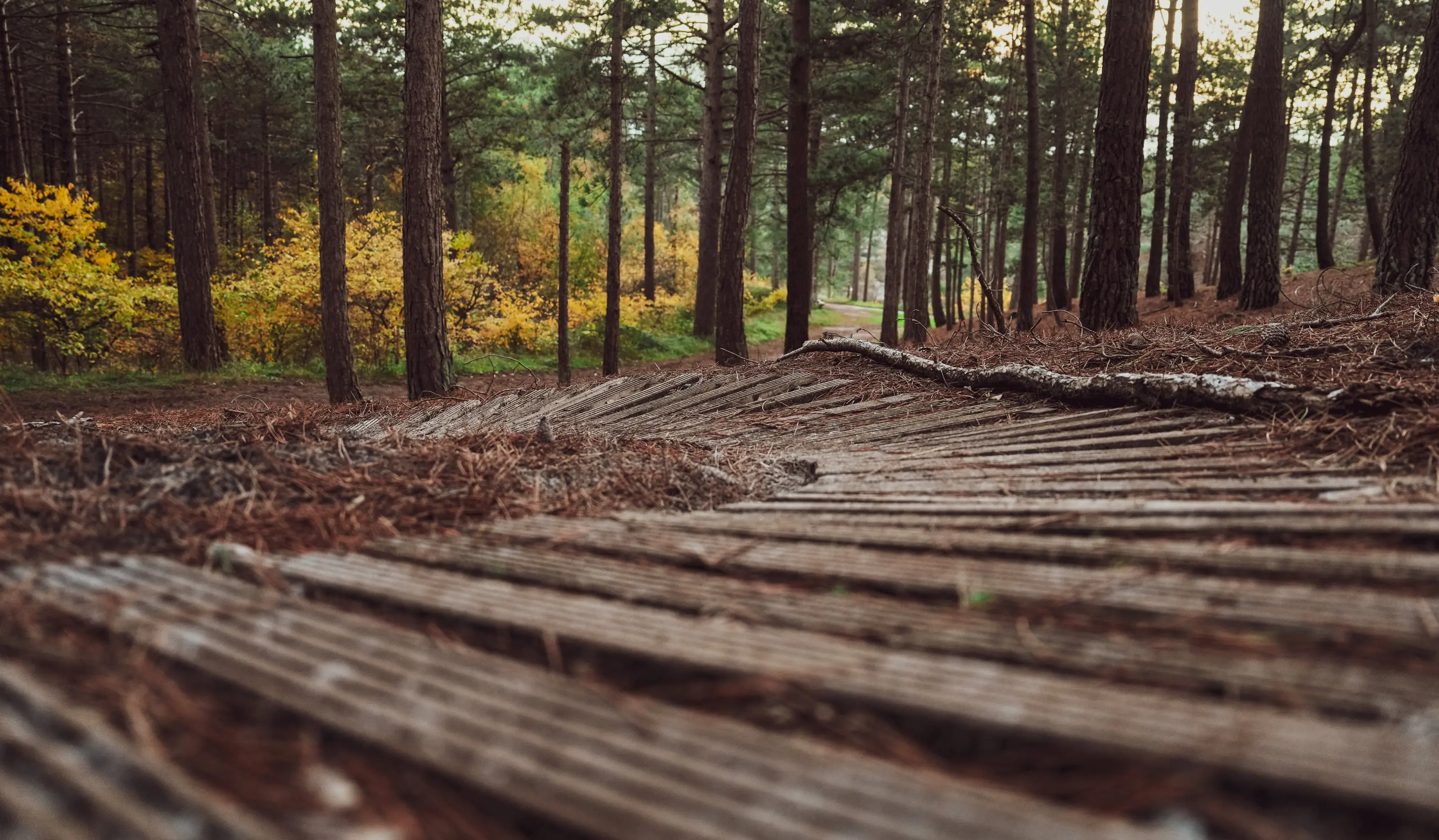 Wooden section of the MTB trail between the pine trees in autumn