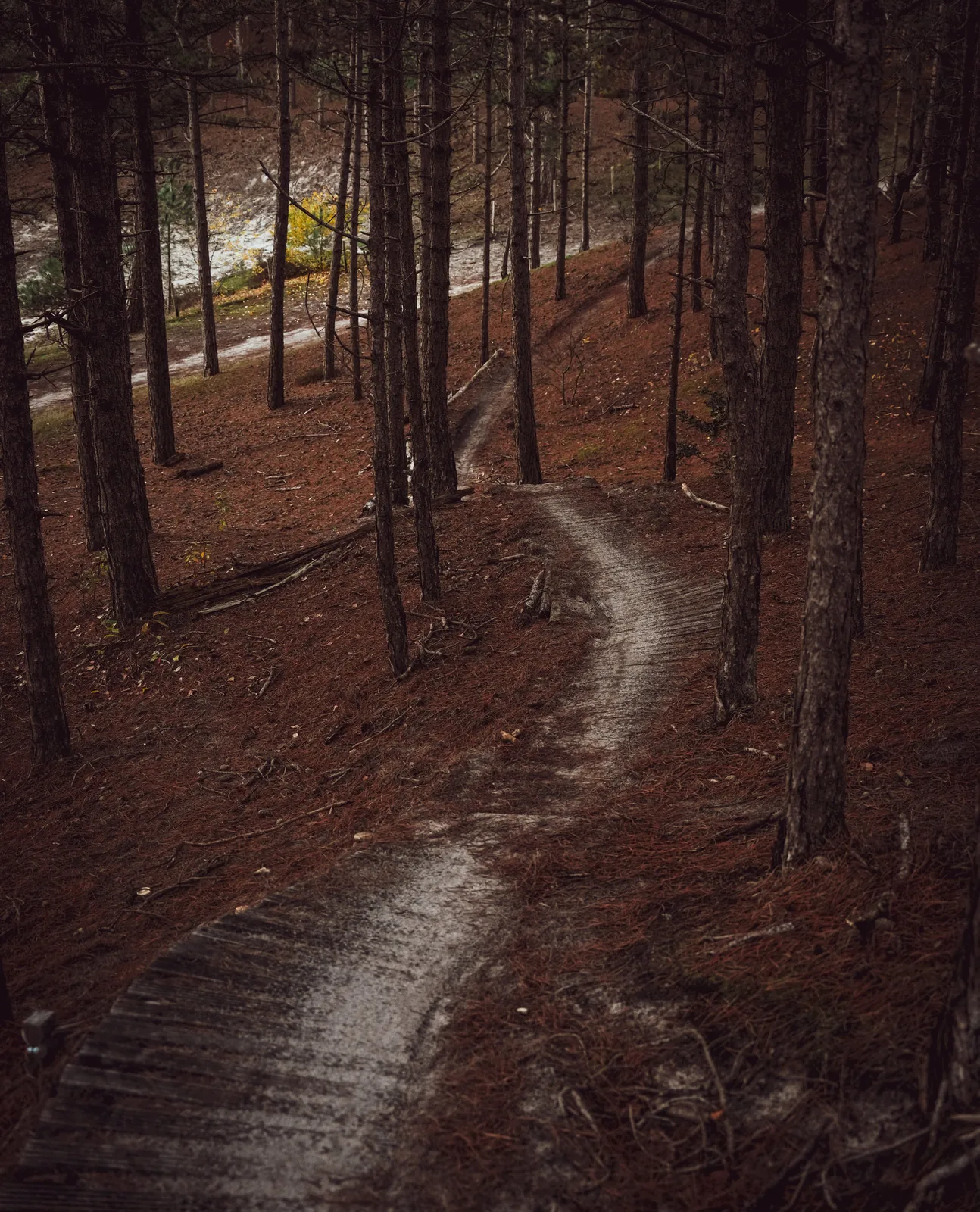 Narrow singletrack winding through the pine forest of Schoorl
